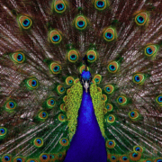 Capture d’écran 2023-06-02 à 15.53.34 motif en écriture de fiction